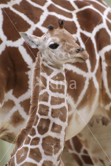 Southern giraffe (Giraffa camelopardalis)