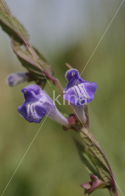 Glidkruid (Scutellaria)