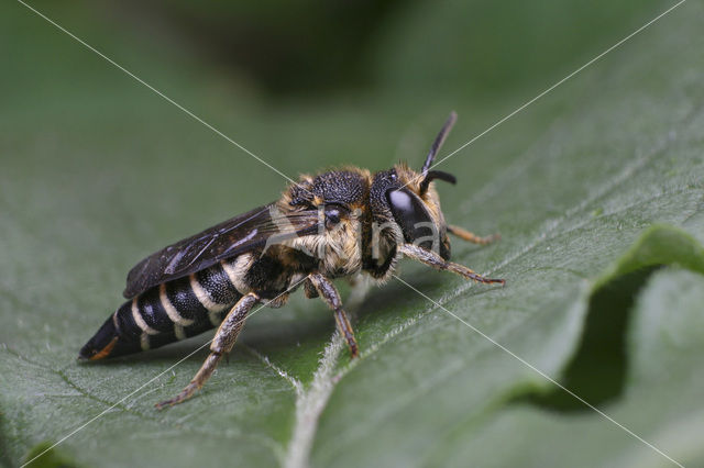 Gouden kegelbij (Coelioxys aurolimbata)