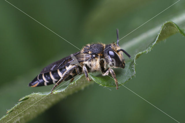 Coelioxys aurolimbata