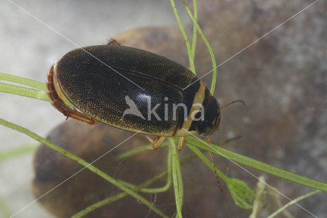 Graphoderus zonatus