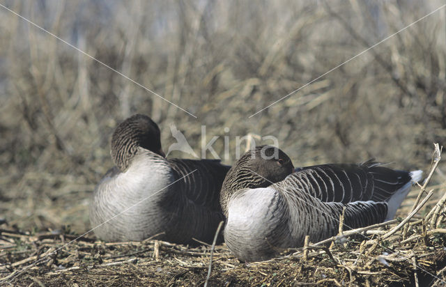 Grauwe Gans (Anser anser)