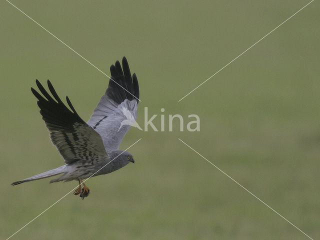 Montagu’s Harrier (Circus pygargus)