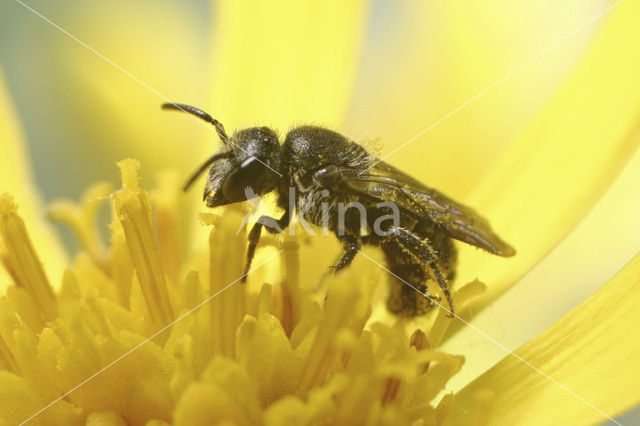 sweat bee (Lasioglossum sp.)