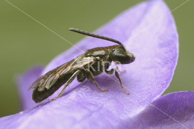 sweat bee (Lasioglossum sp.)