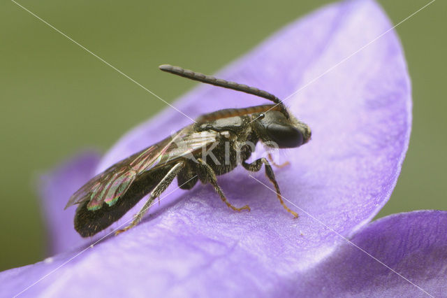 Groefbij sp. (Lasioglossum sp.)