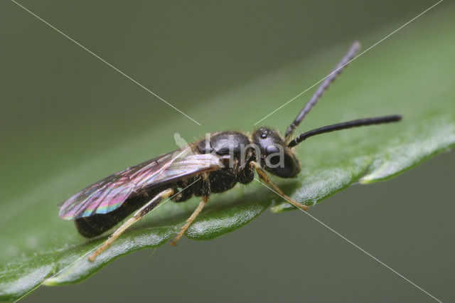 sweat bee (Lasioglossum sp.)