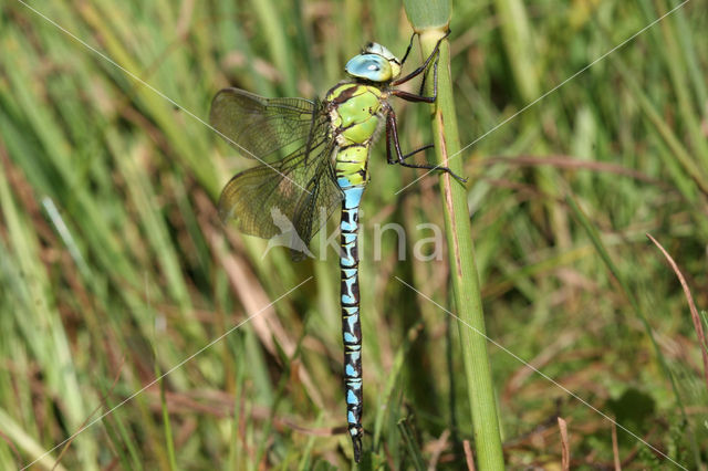 Green Hawker (Aeshna viridis)