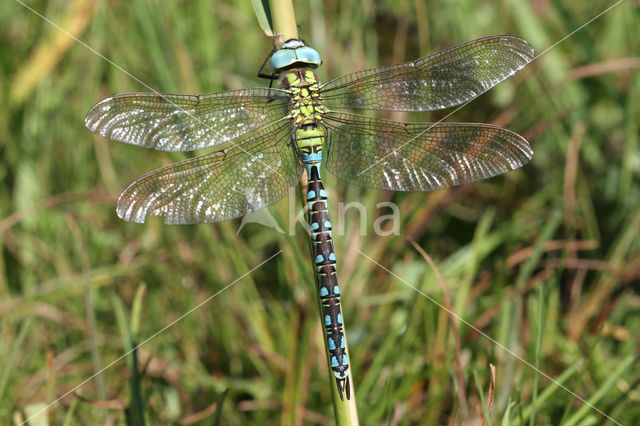 Green Hawker (Aeshna viridis)