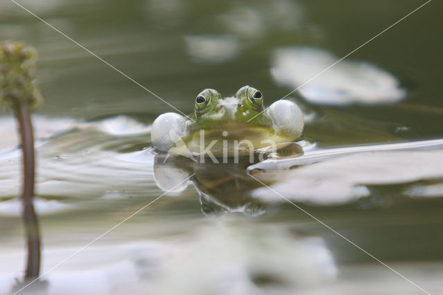 edible frog (Rana esculenta)