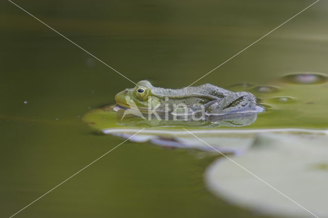 Groene kikker (Rana esculenta)