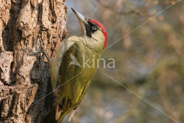 Eurasian Green Woodpecker (Picus viridis)