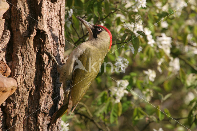 Eurasian Green Woodpecker (Picus viridis)