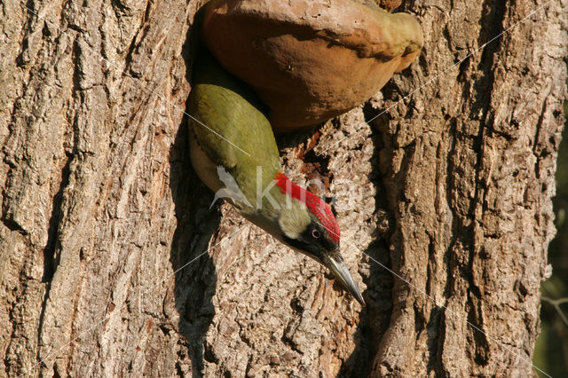 Eurasian Green Woodpecker (Picus viridis)