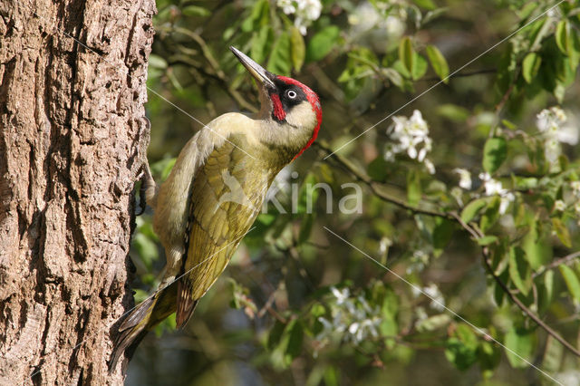 Eurasian Green Woodpecker (Picus viridis)