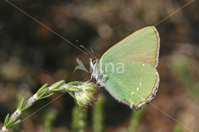 Groentje (Callophrys rubi)