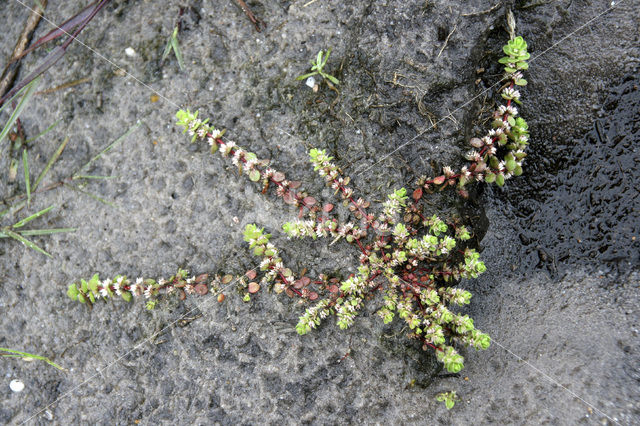 Grondster (Illecebrum verticillatum)