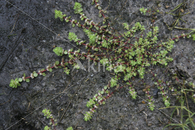 Coral Necklace (Illecebrum verticillatum)