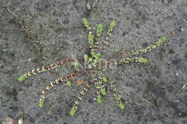 Coral Necklace (Illecebrum verticillatum)