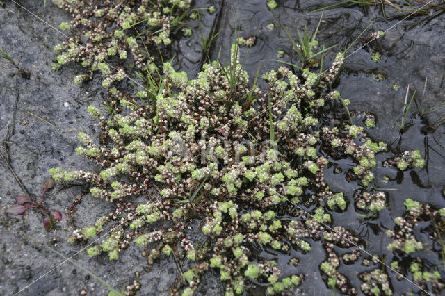 Coral Necklace (Illecebrum verticillatum)