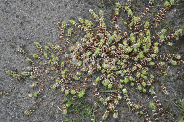 Coral Necklace (Illecebrum verticillatum)