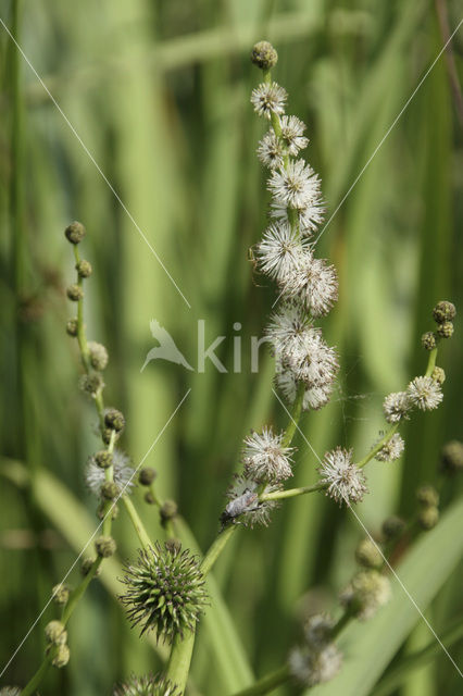 Grote egelskop (Sparganium erectum)