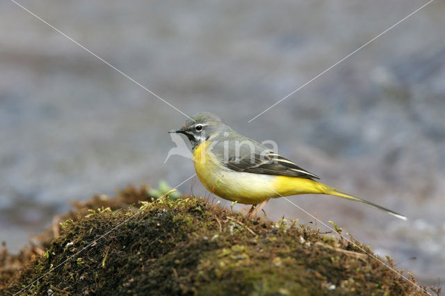 Grote Gele Kwikstaart (Motacilla cinerea)