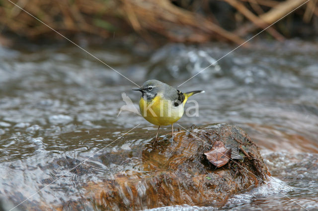 Grote Gele Kwikstaart (Motacilla cinerea)