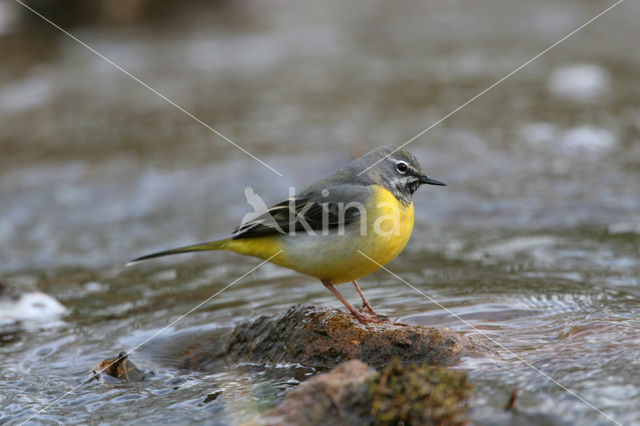 Grote Gele Kwikstaart (Motacilla cinerea)