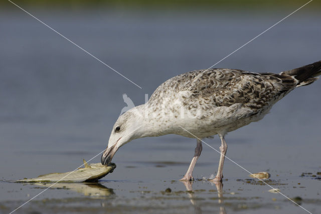 Great Black-backed Gull (Larus marinus)