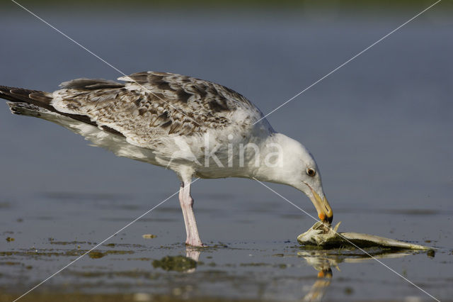 Grote Mantelmeeuw (Larus marinus)