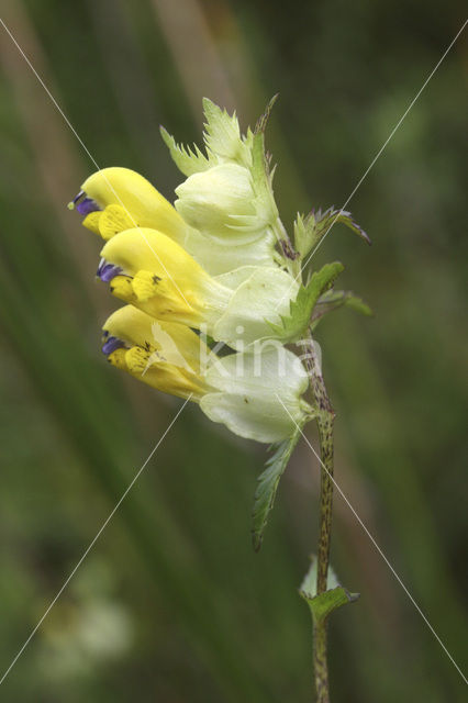 Greater Yellow-rattle (Rhinanthus angustifolius)