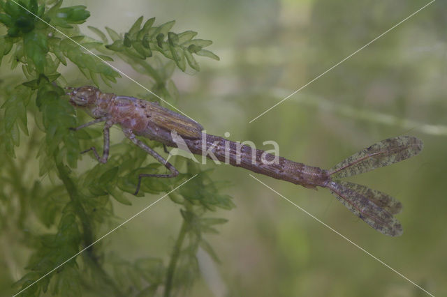 Grote roodoogjuffer (Erythromma najas)