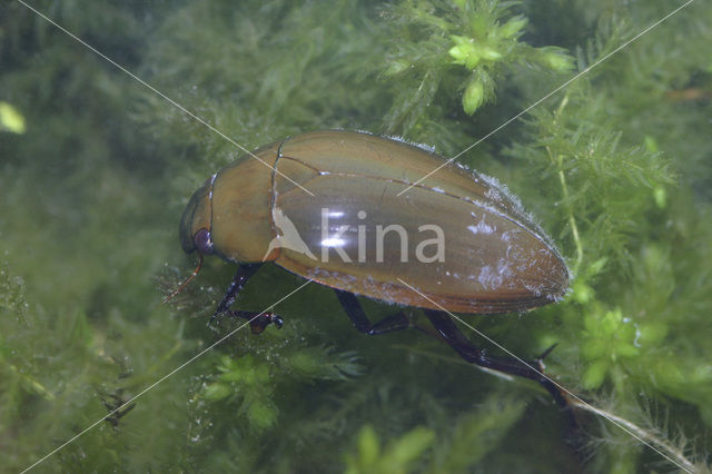 Great Silver Water Beetle (Hydrophilus piceus)