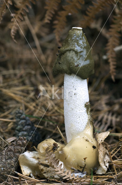 Grote stinkzwam (Phallus impudicus)