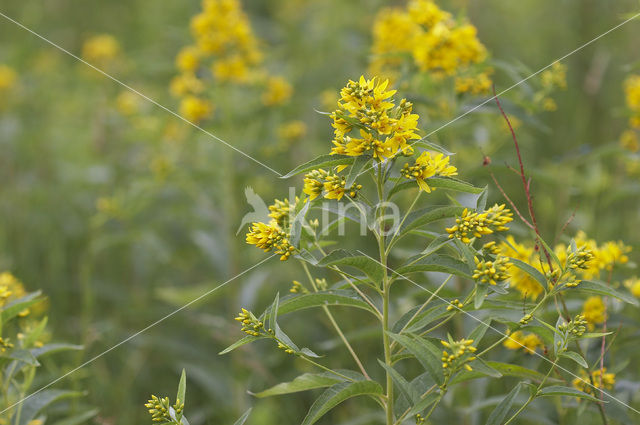 Yellow Loosestrife (Lysimachia vulgaris)