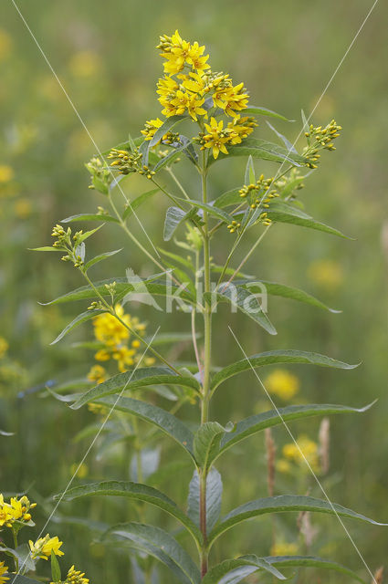 Yellow Loosestrife (Lysimachia vulgaris)