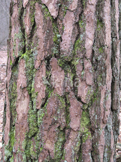 Scots Pine (Pinus sylvestris)