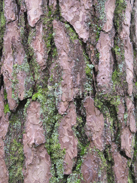 Scots Pine (Pinus sylvestris)