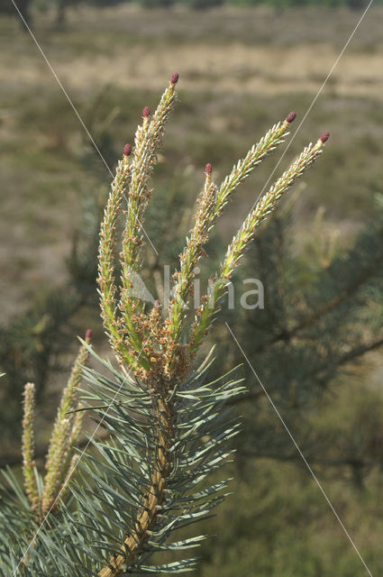 Scots Pine (Pinus sylvestris)
