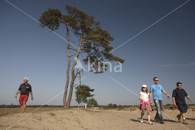 Scots Pine (Pinus sylvestris)
