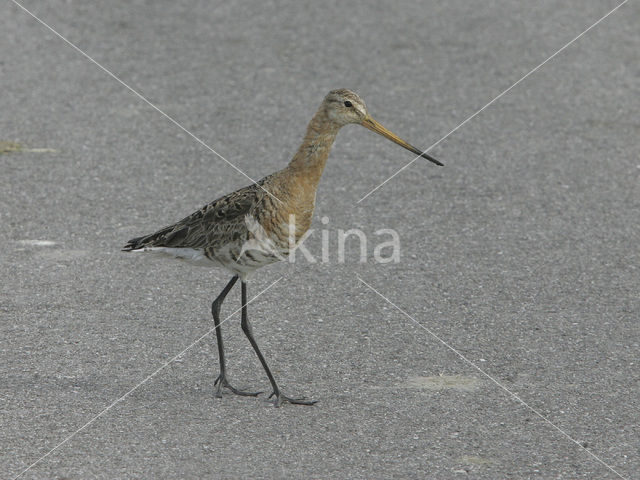 Black-tailed Godwit (Limosa limosa)