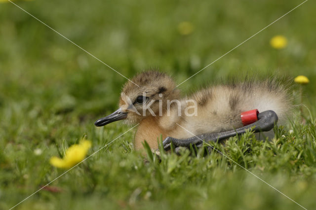 Grutto (Limosa limosa)