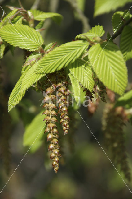 Hornbeam (Carpinus betulus)