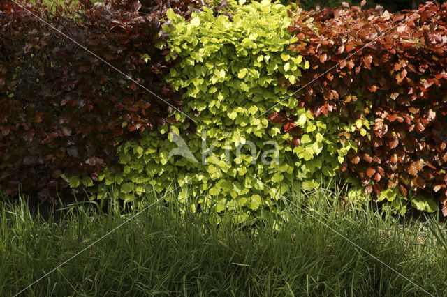 Haagbeuk (Carpinus betulus)