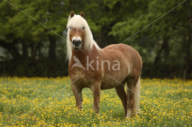 Horse (Equus spp)
