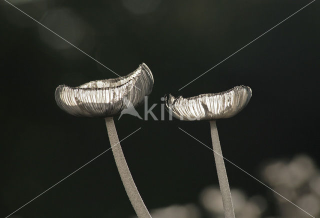 Hazenpootje (Coprinus lagopus)