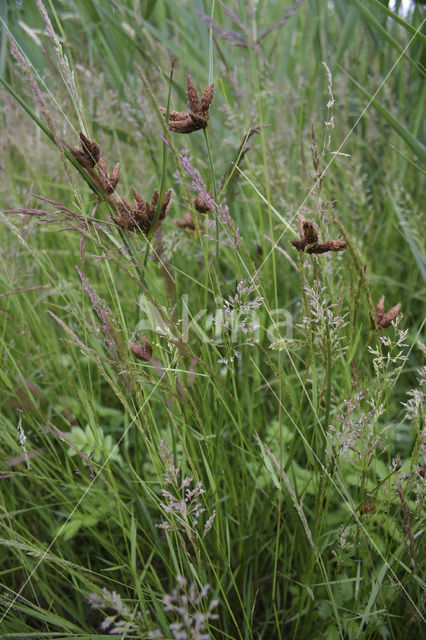 Sea Club-rush (Bolboschoenus maritimus)