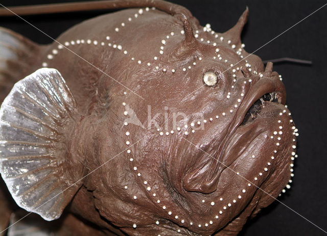 anglerfish (Phrynichthys wedli)