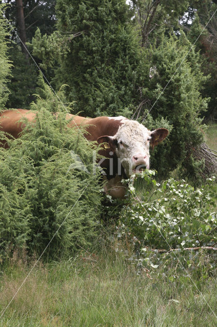 Hereford Cow (Bos domesticus)